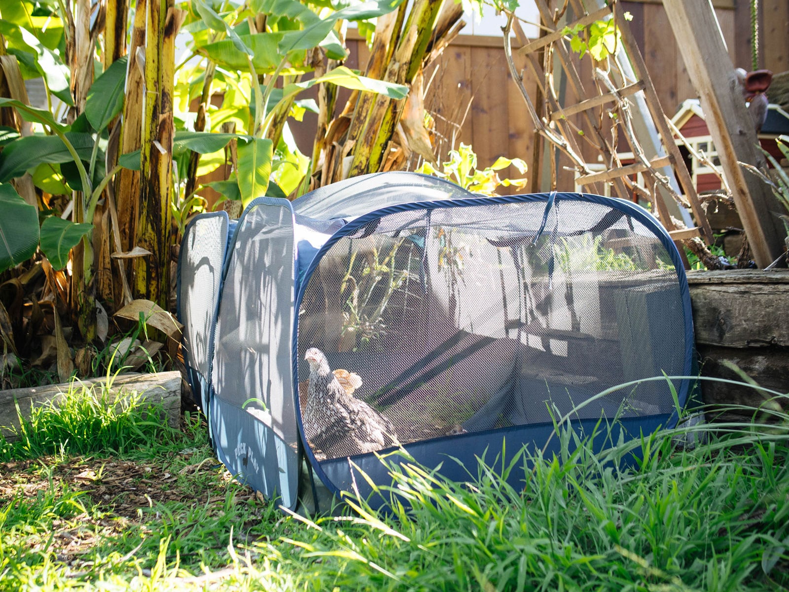 Pullets in a portable mesh pop-up playpen in the garden