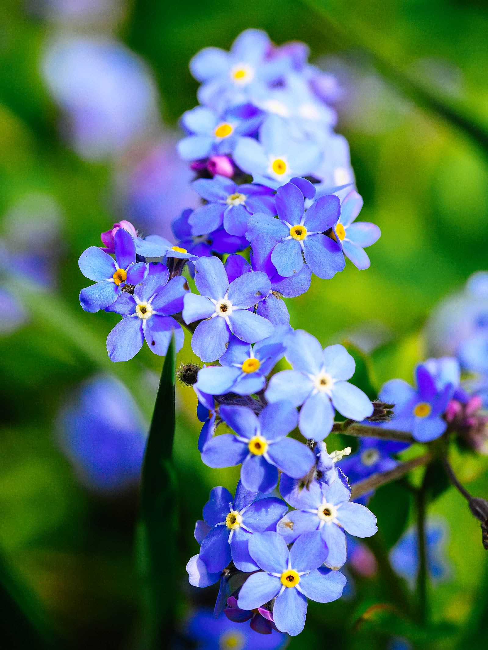 Edible forget-me-nots