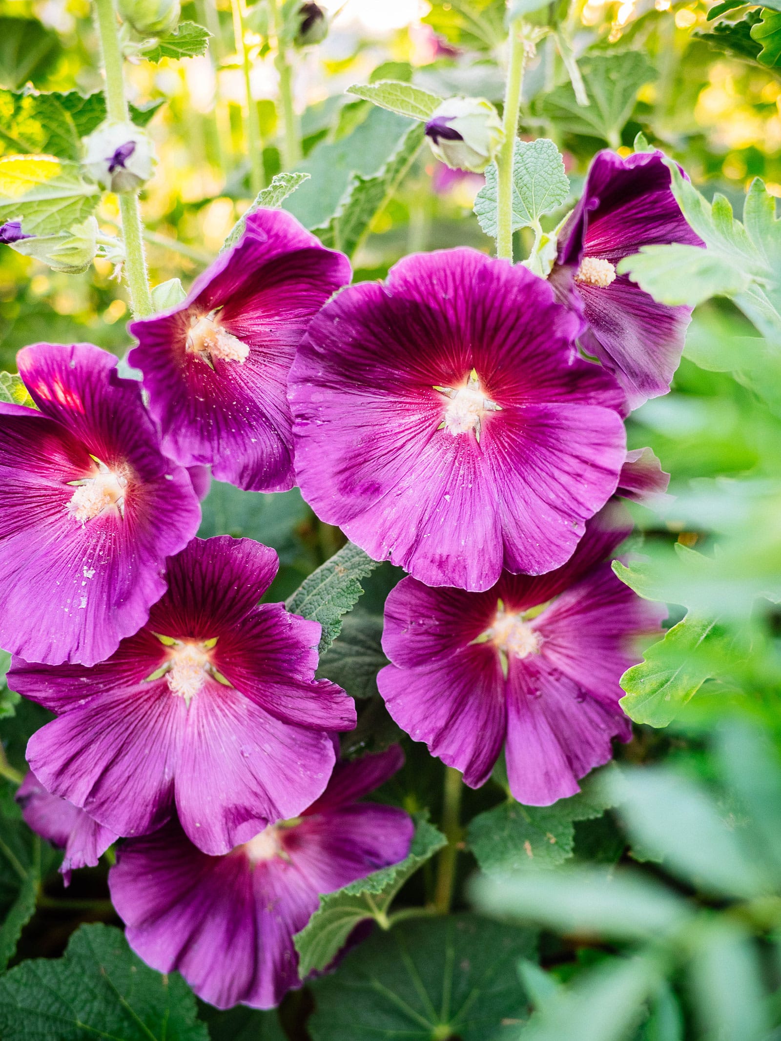 Edible purple hollyhock flowers