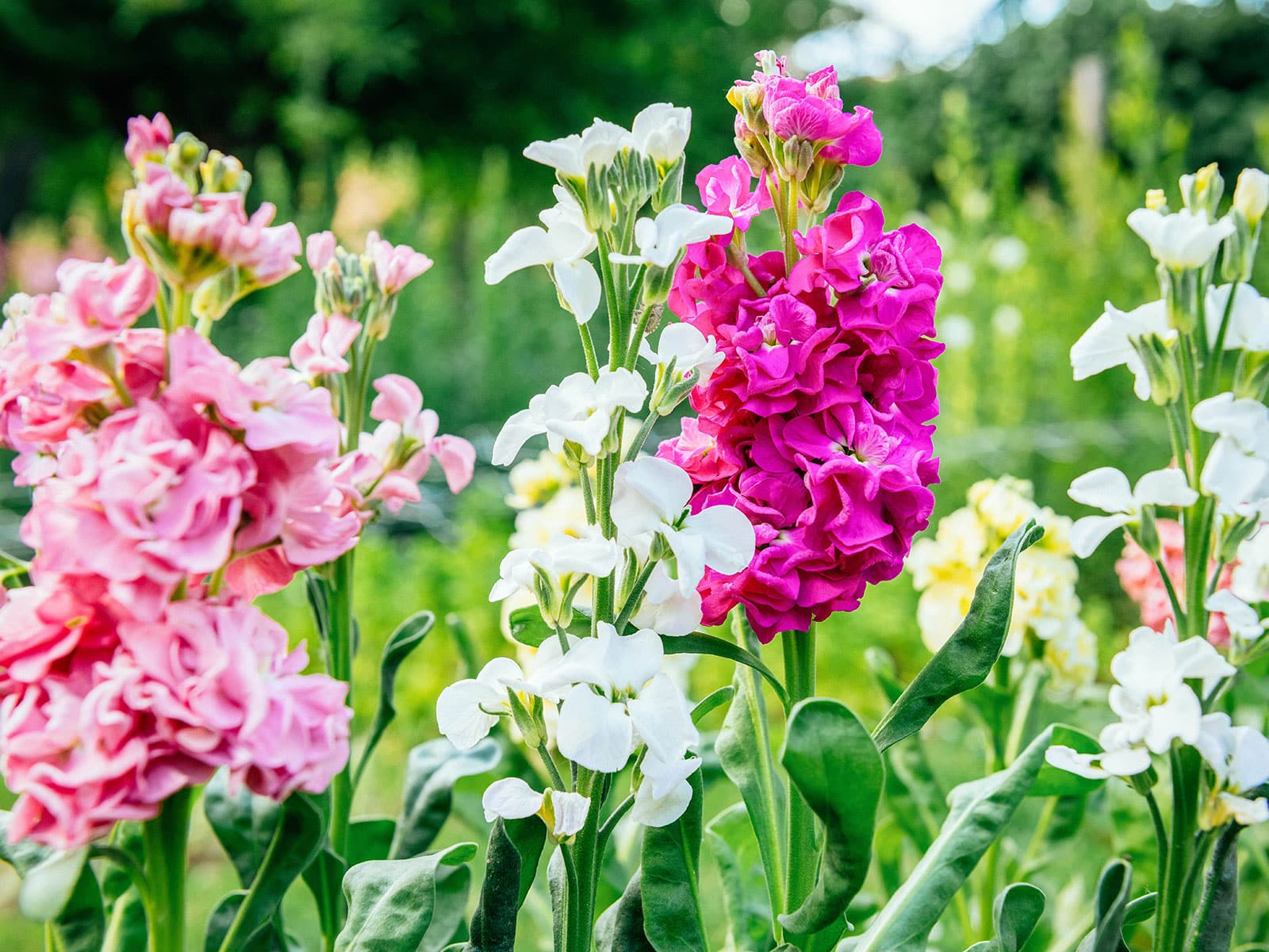 Edible stock flowers in shades of pink and white