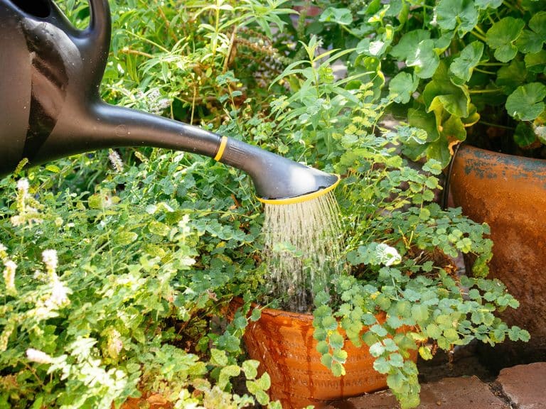 Black watering can watering a terra cotta container garden full of leafy greens