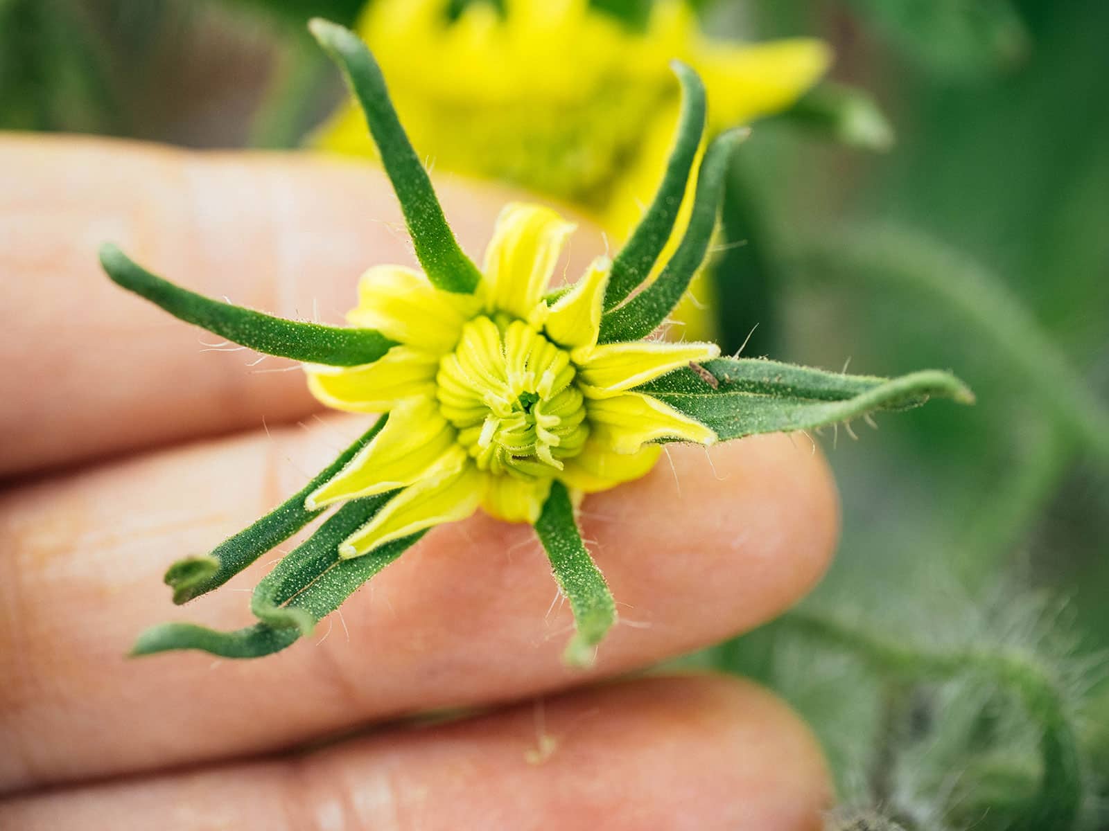 Hand holding a regular tomato flower
