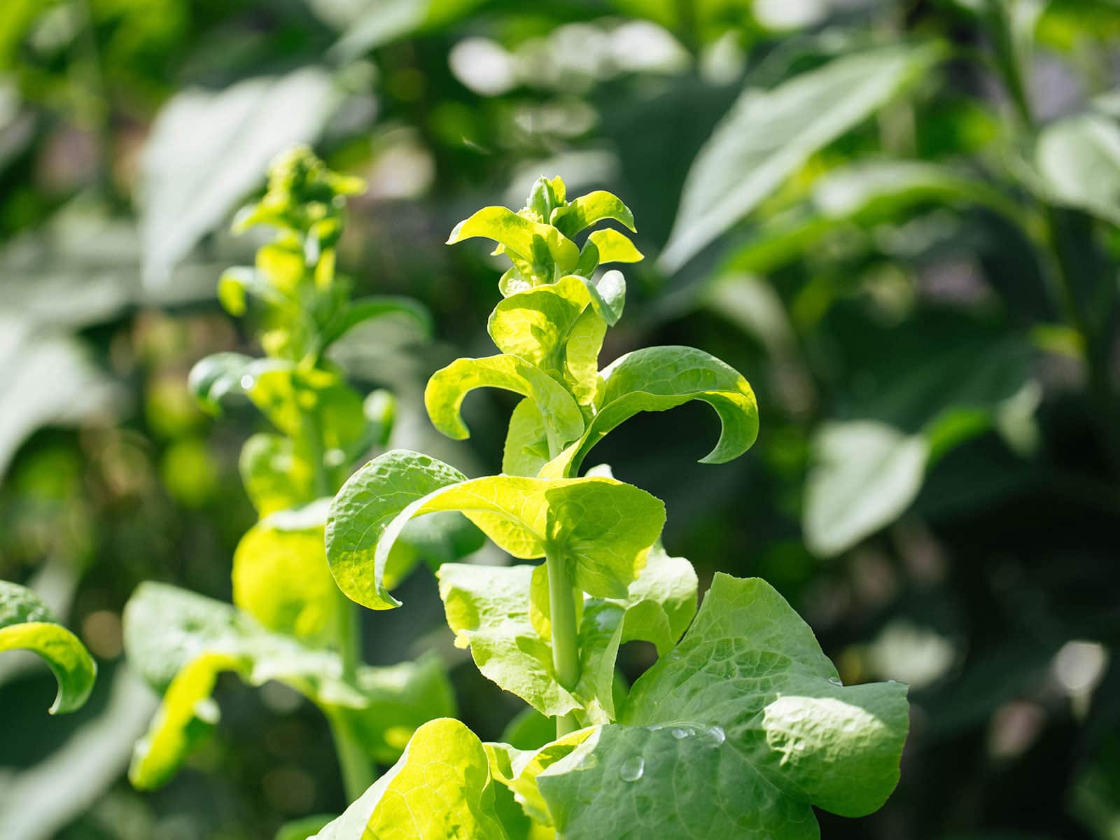 Tip of the flower stem on bolting lettuce plant