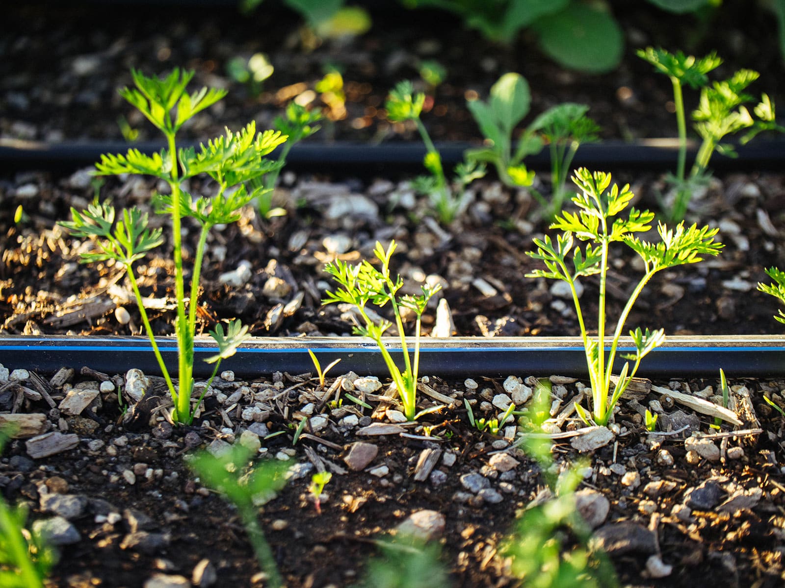 Carrot seedlings spaced out along a length of drip tape