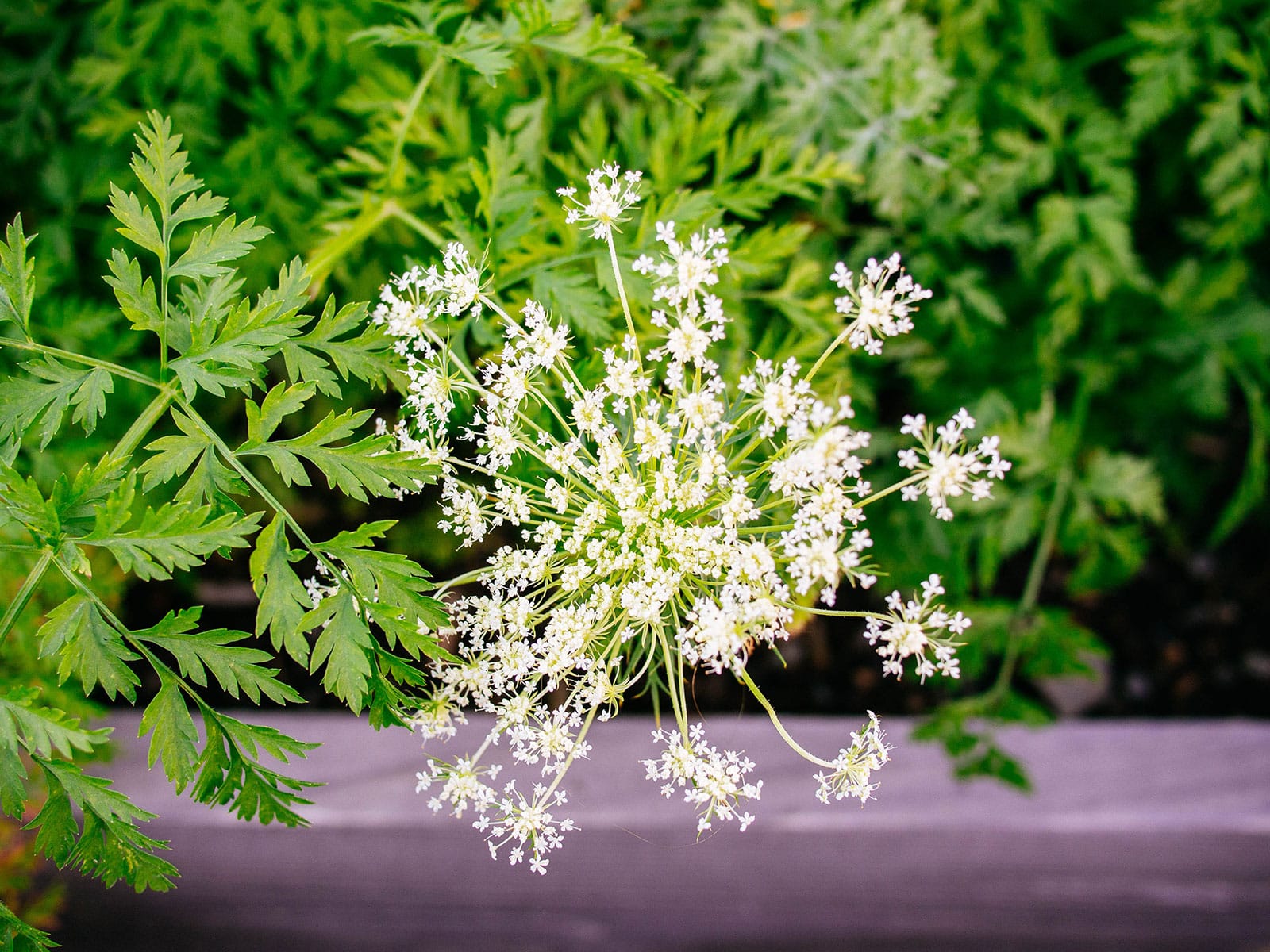 Carrot umbellifer