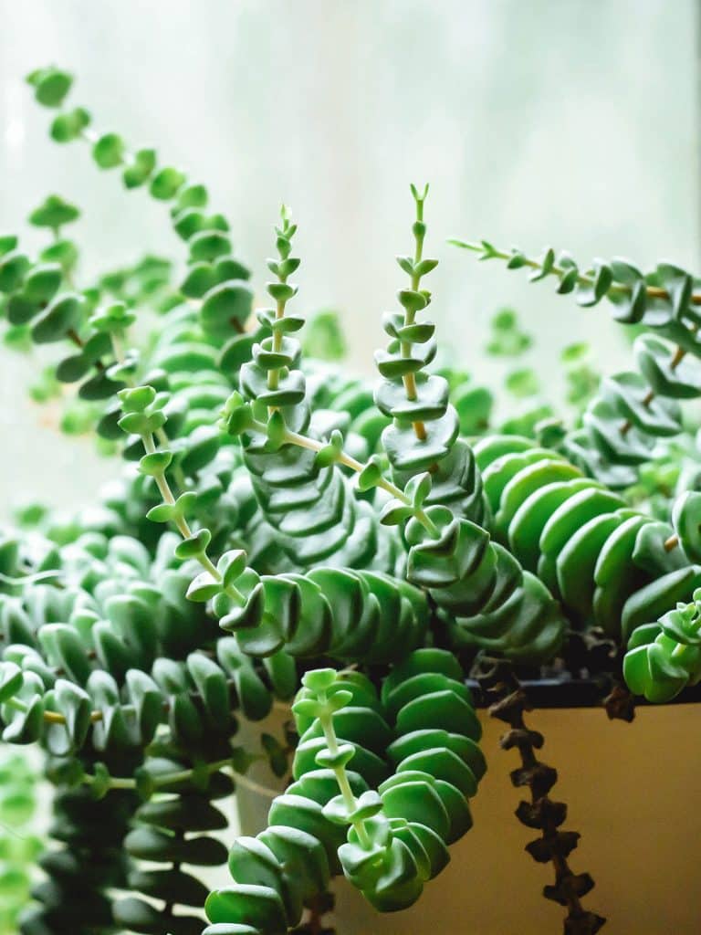 String of buttons plant in a white pot